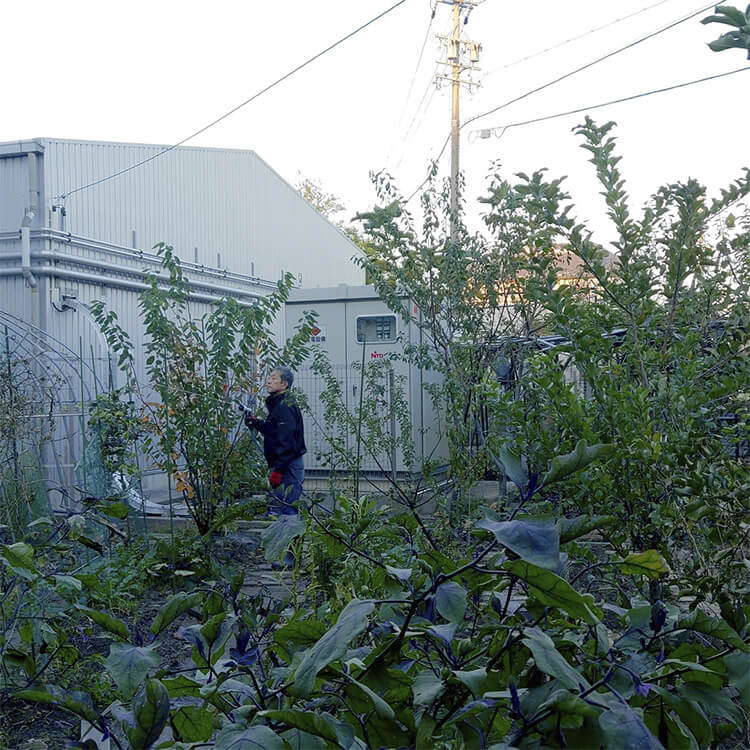 2025年11月撮影の農園西側の写真