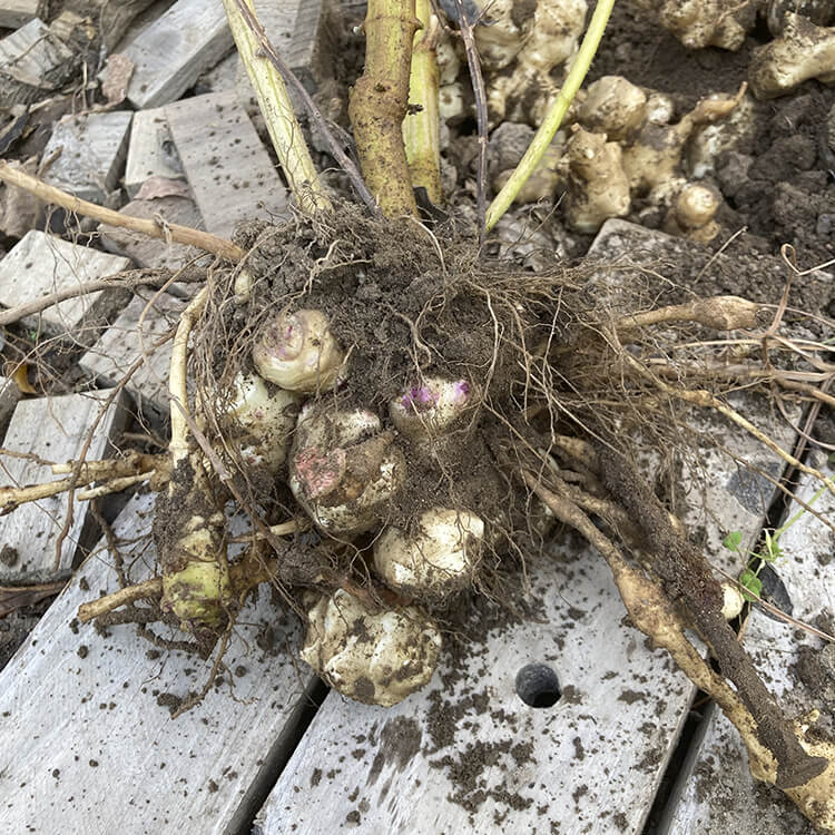 土から掘り出した菊芋