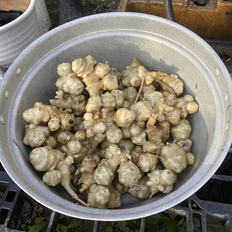 土を払って綺麗にした菊芋