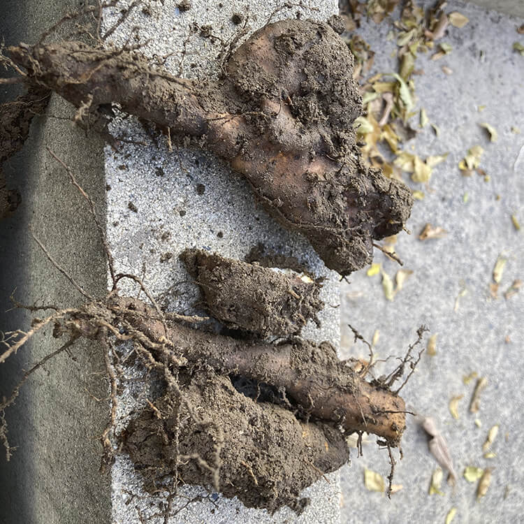 土から掘り出した折れてしまった自然薯