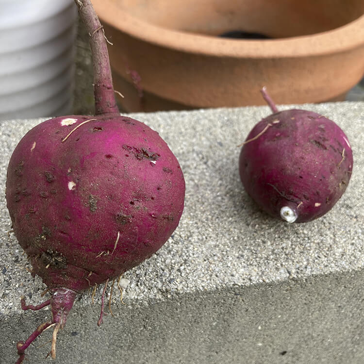 とれたてのサツマイモ