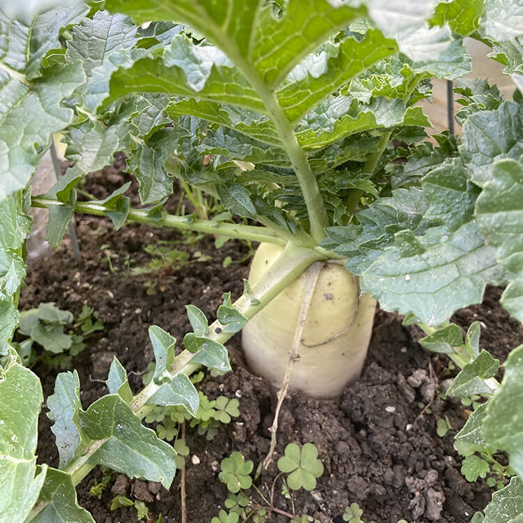 土に埋まっている大根