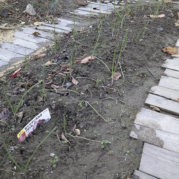 「畑のインスリン」をご存じですか?