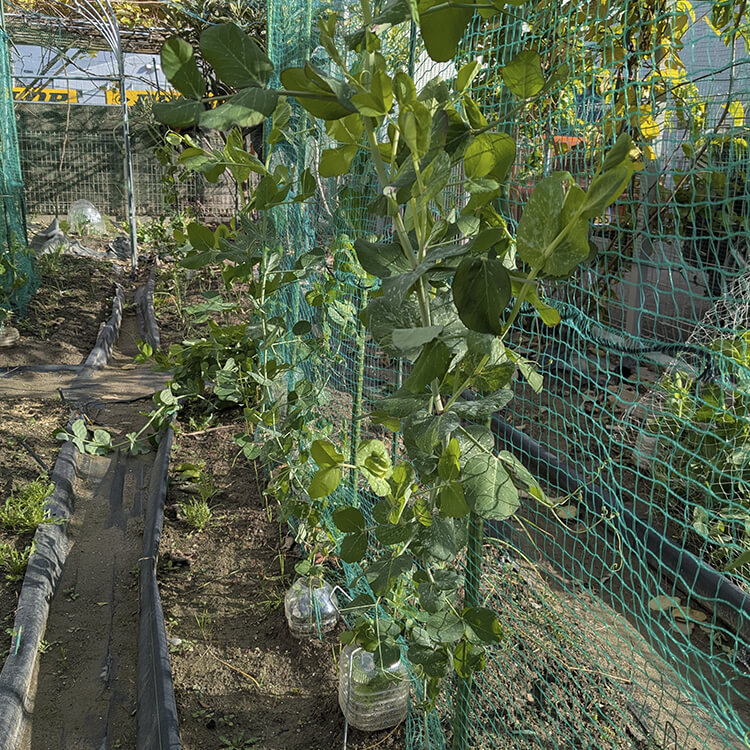 スナップエンドウの苗