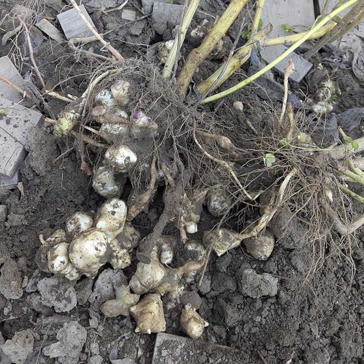 土から掘り出された菊芋