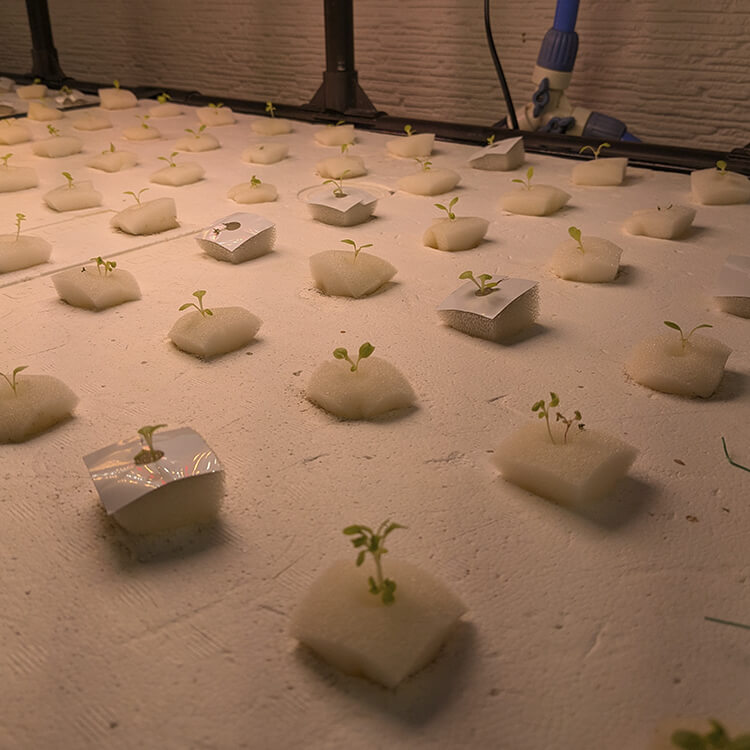 水耕栽培用のスポンジから生えるチンゲン菜の苗①