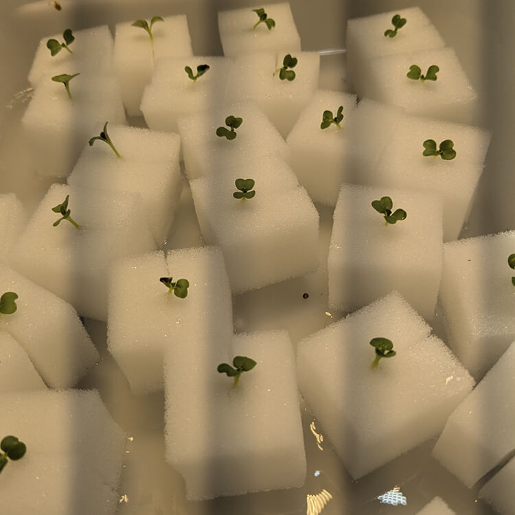 水耕栽培用のスポンジから生えるチンゲン菜の苗②