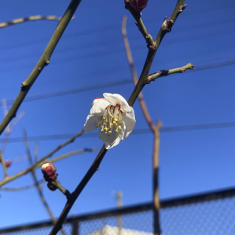 春めく大同農園