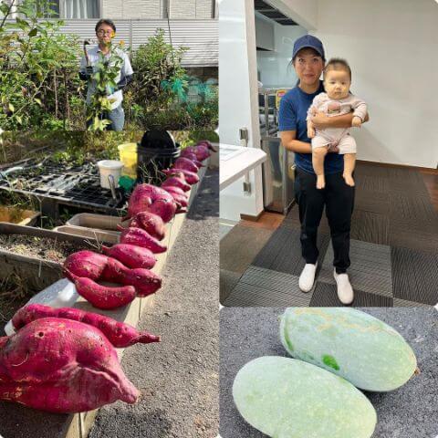 本日の笑顔と農園、サツマイモの収穫