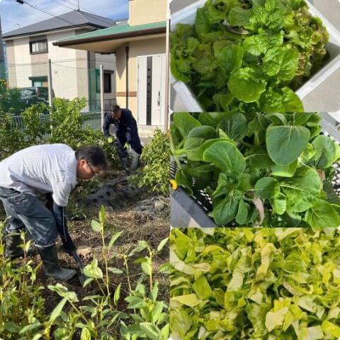 本日の素材たち