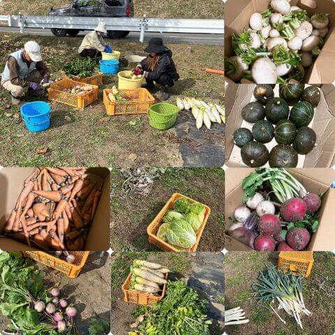 北原ファームさん収穫の様子