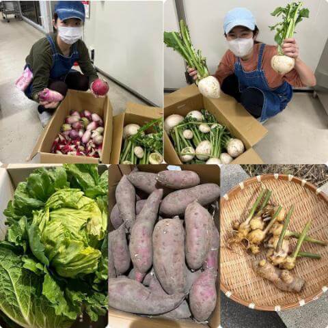 新鮮な野菜が届きました