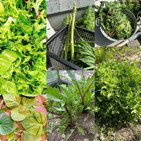 4月19日の畑の収穫物