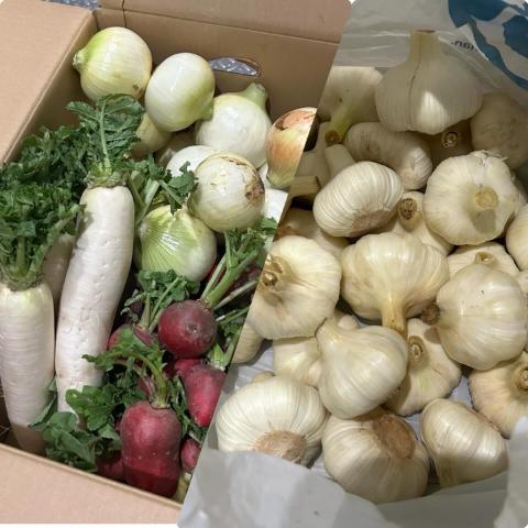 6月5日の野菜の様子