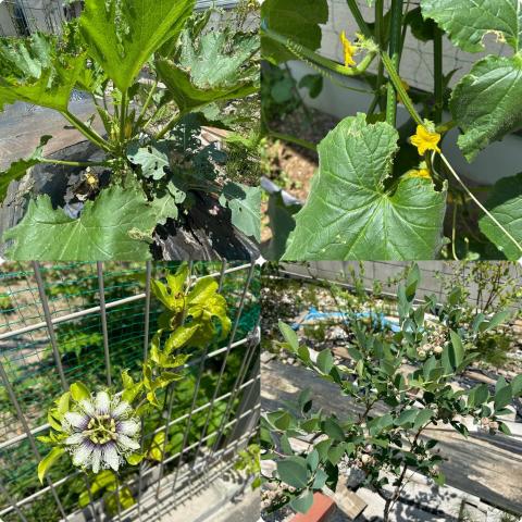 6月19日の厨房の様子