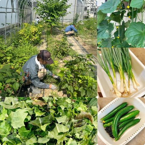 7月7日の農園の様子