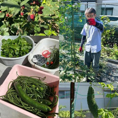 7月22日の農園の様子