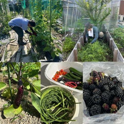 7月28日の農園の様子