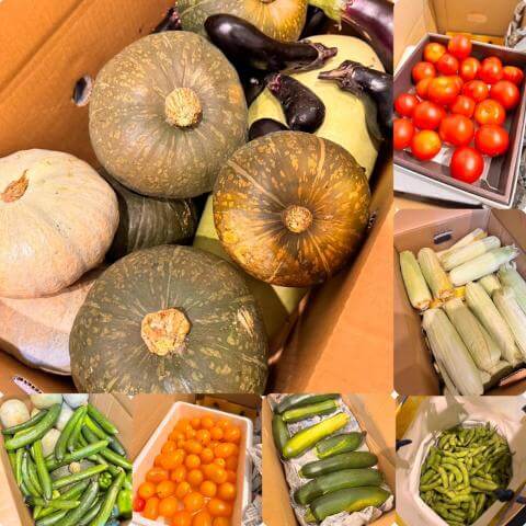 7月31日の農園の様子