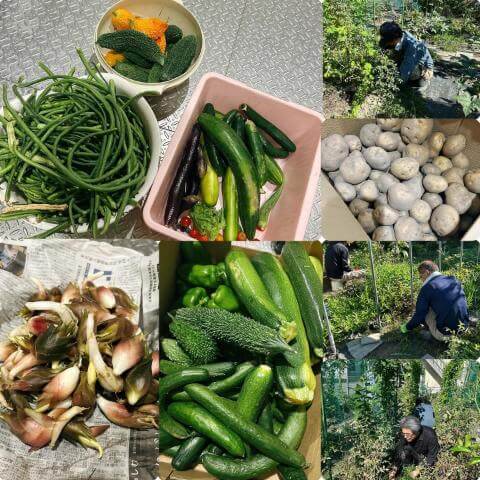 8月18日の農園の様子