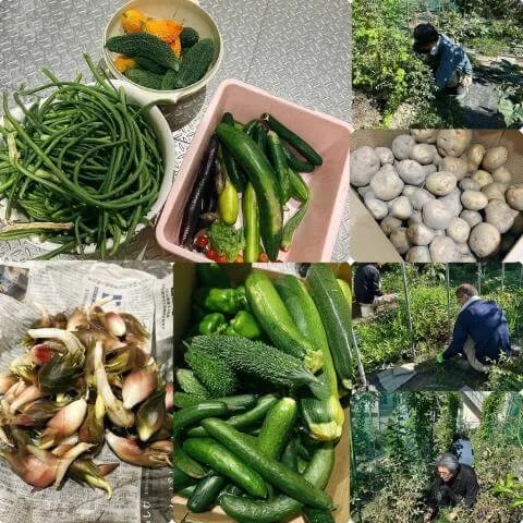 8月18日の農園の様子