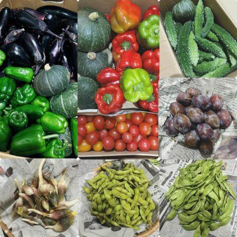 9月11日の農園の様子