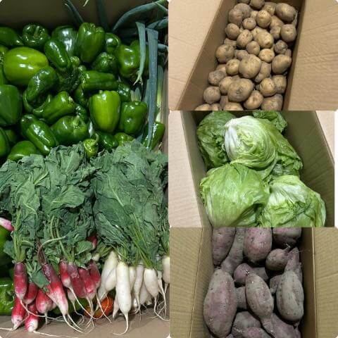 10月24日の野菜の様子