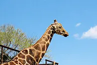 動物園イメージ‐写真