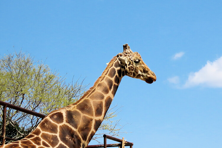 動物園イメージ‐写真
